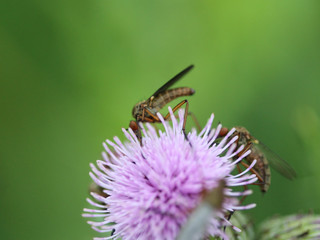 Fototapeta na wymiar Botanophila seneciella, the ragwort seed fly or ragwort seed head fly, collecting nectar from flower