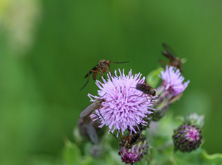 Botanophila seneciella, the ragwort seed fly or ragwort seed head fly, collecting nectar from flower