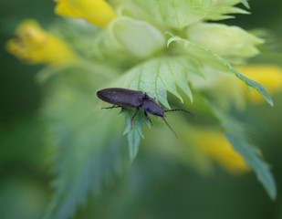 Ctenicera cuprea click beetle, resting on leaf