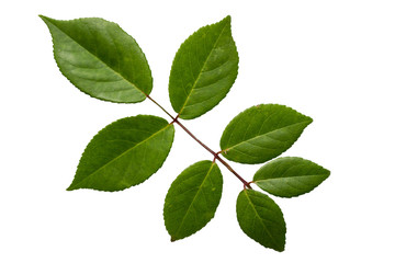 Fototapeta na wymiar Green leaves of rose isolated on white background.