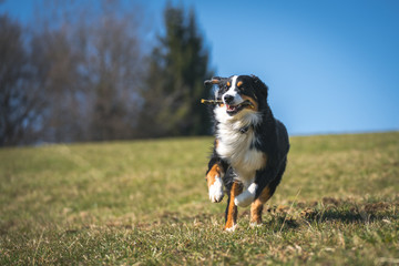 Berner Sennenhund