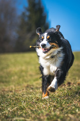 Berner Sennenhund beim Apportieren