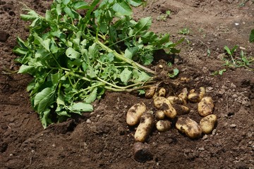Harvest of potatoes / Kitchen garden