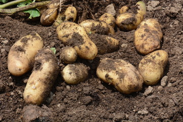 Harvest of potatoes / Kitchen garden