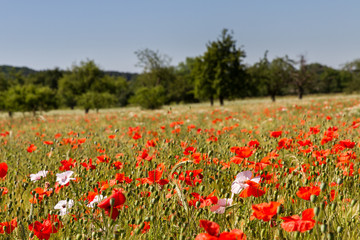Mohnblumen im Getreidefeld 6