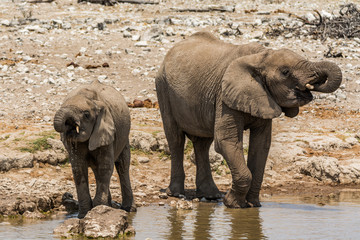 elephant mother with child drinking in etosha national park