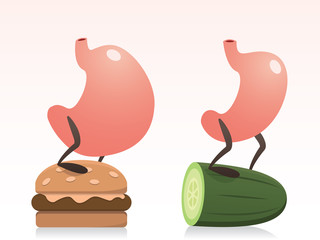 Fat and Slim Stomachs and Diet