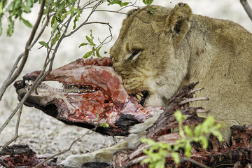 Lioness eating from a wildebeest in Sabi Sands game Reserve in the Greater Kruger Region in South Africa