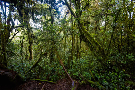 Cameron Highlands Mossy forest trekking
