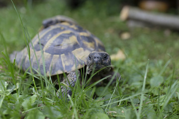 Grek tortoise looking for food