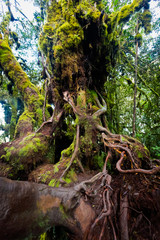 Cameron Highlands Mossy forest trekking