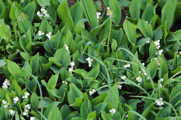 Spring flowering of a rare white may lily of the valley on a flower bed
