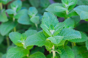 Green mint plant growing in garden
