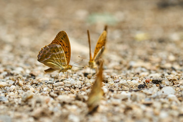 Orange butterflies feeding