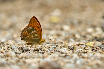Fototapeta na wymiar Butterfly on the ground, macro shot