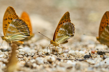 Orange butterflies feeding