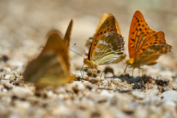 Orange butterflies feeding