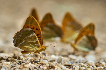 Fototapeta na wymiar Orange butterflies feeding