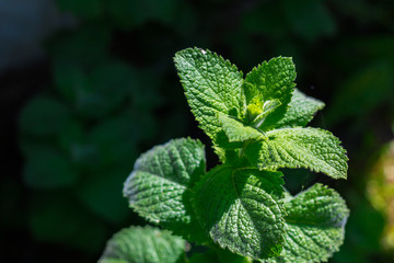 Green mint plant growing in garden