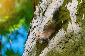 Squirrel on Tree