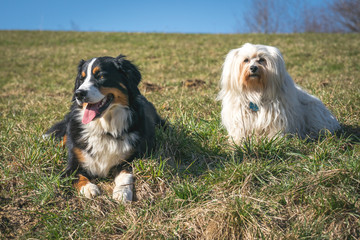 Berner Sennenhund und ein Havaneser