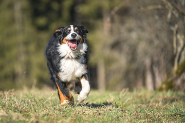 Berner Sennenhund