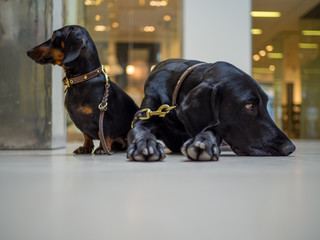 zwei schwarze Hunde beim Shoppen