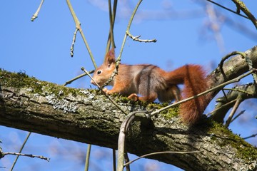 Junges Eichhörnchen 5 © Karl-Heinz Schmidt