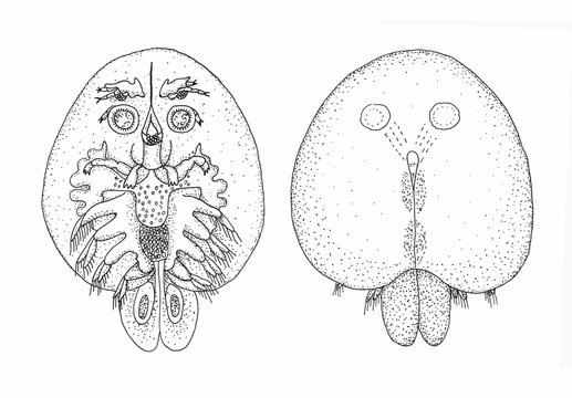 Fish parasite. Sketch black.
