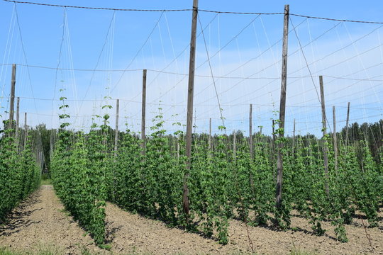 Chmial - uprawa hop cultivation