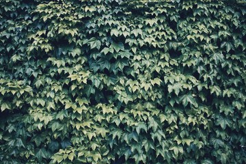 Green wall shape scalloped leafs texture for background