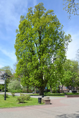 Oak chereshchaty pyramidal (Quercus robur L.) grows in the square. Kaliningrad
