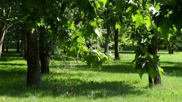 nel parco con una leggere brezza in una giornata di sole