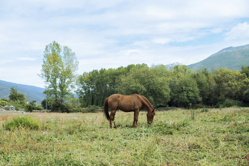 Minimalist scene of a chestnut horse grazing peacefully in the field in front of a small forest a day of blue sky with some clouds