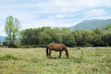 Naklejka na ściany i meble Minimalist scene of a chestnut horse grazing peacefully in the field in front of a small forest a day of blue sky with some clouds