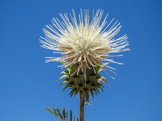 Wildflower (Cynara humilis)