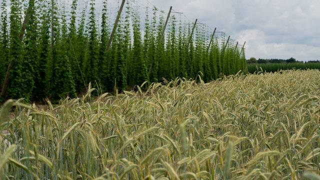 Gersten mit Hopfen