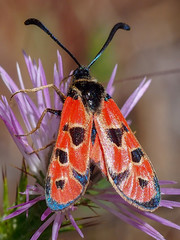 Moth (Zygaena hilaris): Algarve, Portugal