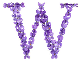 Letter W from alphabet, from flowers of violet, isolated on white background