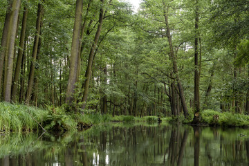 Fototapeta na wymiar Kanal im Spreewald in Brandenburg