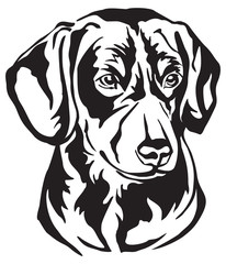 Decorative portrait of Entlebucher Mountain Dog vector illustration