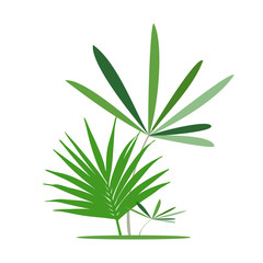 Green exotic leaves, banana leaf. Vector illustration.