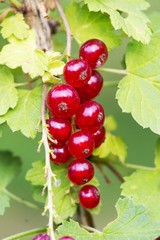 red currant fruit isolated