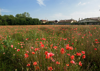 colorful poppies field in summer season