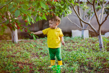 child, a boy in a bright yellow T-shirt and boots collects a cherry in a bucket in the garden.