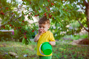 child, a boy in a bright yellow T-shirt tries and collects cherries from a tree in a bucket