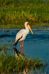 Yellow-billed Stork
