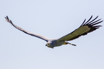 African harrier hawk in flight. Beautiful Gymnogene raptor bird of prey flying.