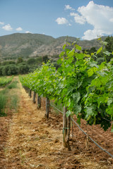 Fototapeta na wymiar Grapevine with baby grapes and flowers - flowering of the vine with small grape berries.