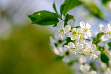 Beautiful cherry blossom (Cerasus avium) in spring time in nature. close up